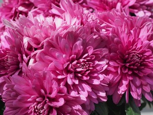 玫红色菊花特写