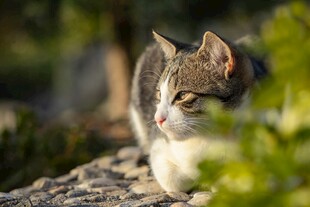 阳光下休憩的小猫