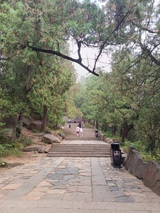 林间清幽石板步爬山