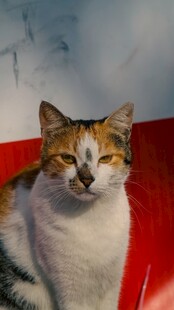 慵懒三花猫咪