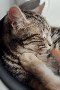 慵懒的虎斑小猫