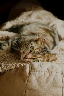 被窝里探出头的虎斑猫
