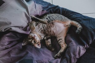 床上仰躺的虎斑猫
