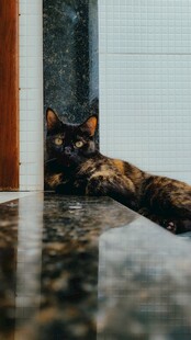 墙角休憩的猫咪