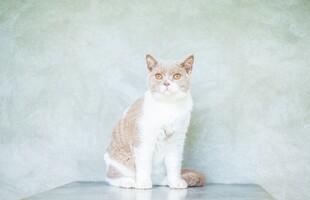 朦胧氛围里的可爱小猫
