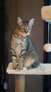猫爬架上的虎斑猫