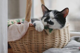 藤篮里休憩的小猫咪