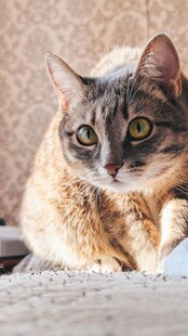 可爱家养猫咪特写