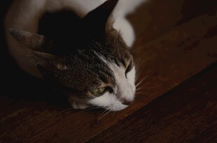 桌下探脑袋的小猫咪