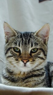 呆萌虎斑猫正面特写