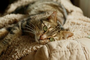 躺卧的可爱虎斑猫