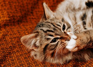 亲昵依偎的两只小猫