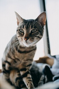 窗边的虎斑小猫