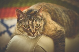 趴在椅边的虎斑猫咪