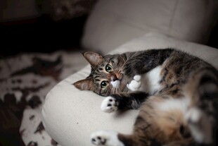 仰躺的可爱狸花猫