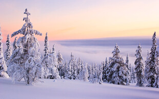 冬日雪林黄昏美景