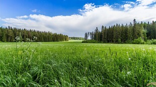 晴日郊野草地森林风光