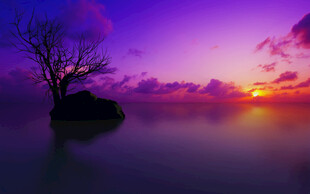 湖面孤树日落紫霞美景