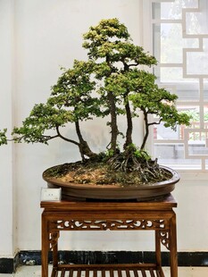 盆景