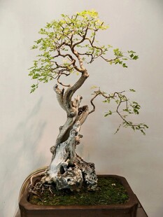 盆景