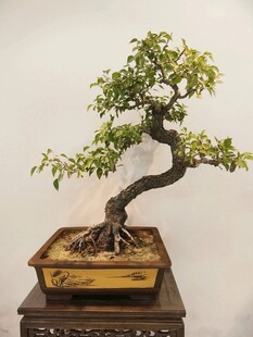 盆景