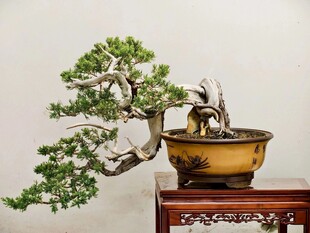 盆景