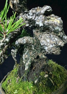 盆景
