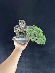 盆景