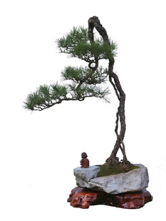 盆景