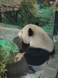 休憩的大熊猫背影