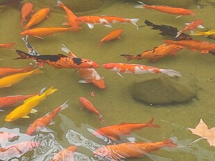 池塘群游锦鲤