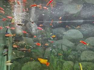 池塘锦鲤群游