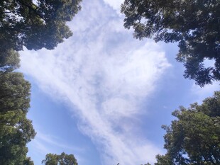 林间仰观蓝天白云