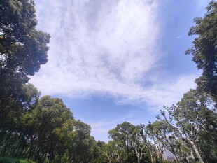 林间仰拍蓝天白云