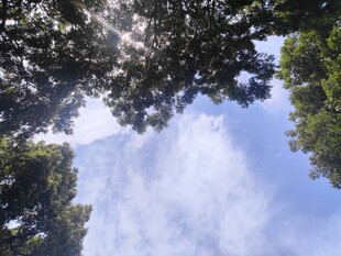 树荫间的蓝天白云