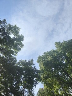 仰拍绿树晴空