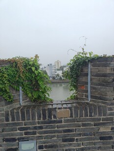 老砖墙墙头爬藤绿植