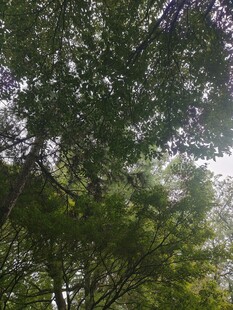 仰拍林间枝叶透光