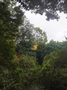 林间郊野自然风景