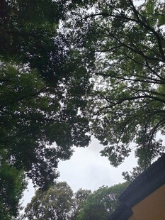透过树叶仰望天空