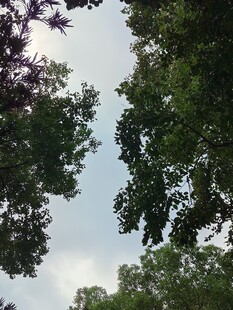 林间仰拍晴朗天空