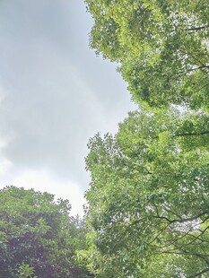 阴天树林自然风景
