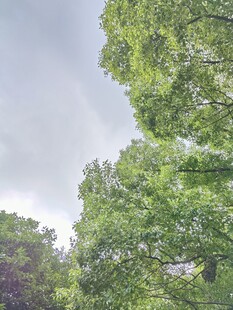 阴天户外绿树景观