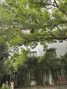 绿荫掩映的小屋