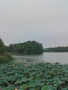 阴天湖畔荷塘景色