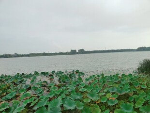 湖畔荷塘郊野风光