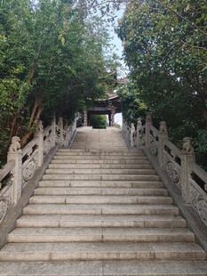 林荫石阶步道