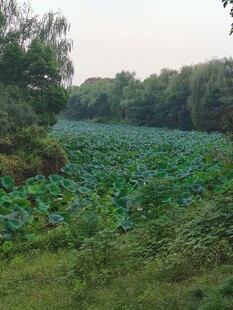 郊野荷塘自然风光