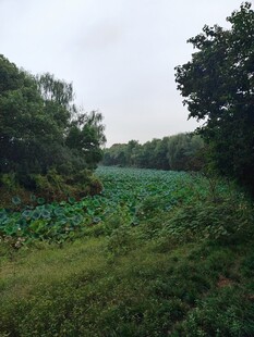 郊野湿地自然风景