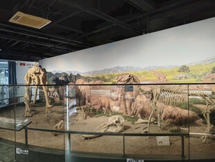 博物馆古生物化石展厅